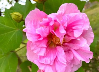 ​成都市花芙蓉花又名拒霜花，花蕊夫人与芙蓉花