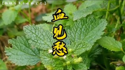 ​血见愁，一款神奇的植物