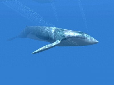 ​海洋巨人：蓝鲸