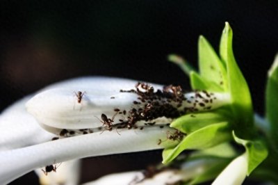 ​花盆里的小飞虫彻底消灭指南！6招告别虫害，养花省心