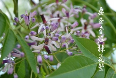 ​苦楝树，凶耶？吉耶？曹玺告诉你