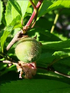 ​西宁：榆叶梅的果实长得真像各种猴头！