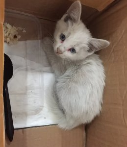 ​老一辈总说：不要捡猫回家养，这到底是为什么呢？