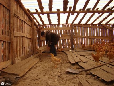 ​散养鸡应该怎样建鸡棚(新手必看）