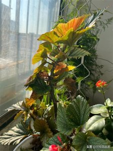 ​传统文化中的孟、仲、季指什么？各月份的代表花是什么