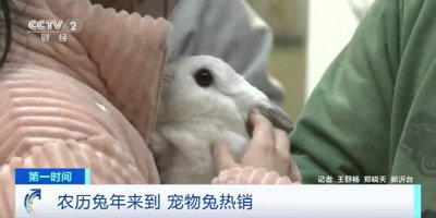 ​宠物界“新秀”登场！萌兔热销，垂耳兔销售最火爆！每月饲养开销约一百多元