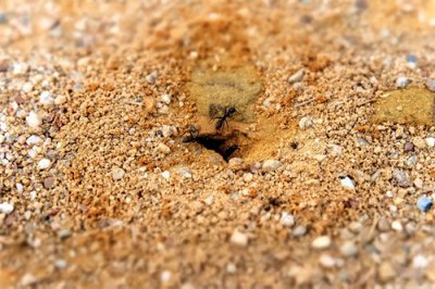 ​没有蚁路怎么找蚁窝？分享几种不见蚁路找蚁窝的常用方法！