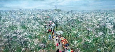 ​千年古砀郡 共赏“梨花雨”——第30届砀山梨花节3月27日开幕