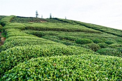 ​安徽池州市的土特产探秘
