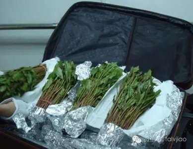 ​新型毒品“恰特草”，堪比海洛因