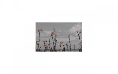 ​芙蓉姐姐微博（芙蓉姐姐对凤姐的劝告）