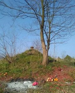 ​坟墓旁长的树木要不要砍掉？根据传统，这4种树木要及时处理