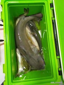 ​冬天要钓巨鲶，最好的方法让你提着巨鲶回家
