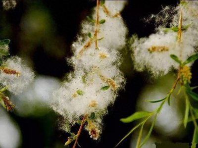 ​最佳15首柳絮诗词排名，第一名出人意料，李白杜甫都要让三分