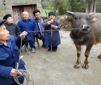 ​四川＂矮人村＂：村民身高不超过1米，连牛和庄稼都是缩小版，为何