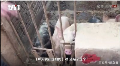 ​探访《啥是佩奇》拍摄地，村民不认识佩奇：配种的配？传奇的奇？