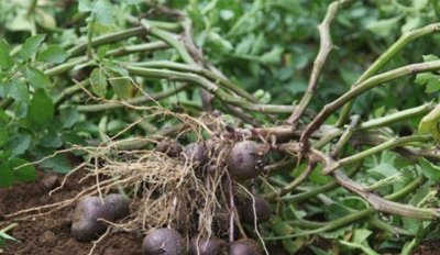 ​地里结出紫色土豆，以前不敢食用，如今价值超过普通土豆