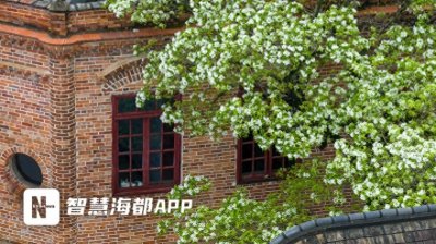 ​如云似雪香正浓！福州流苏花即将进入盛花期