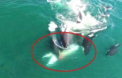 ​五头虎鲸捕杀蓝鲸，巨大的蓝鲸五秒就殒命了，蓝鲸：太凶残了！