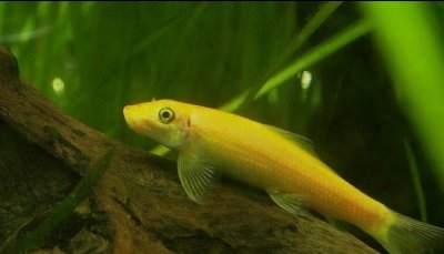 ​关于金苔鼠鱼的罪