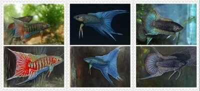 ​中国斗鱼联盟成立