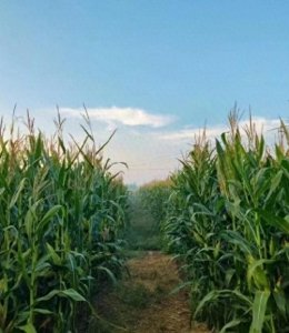 ​天呐！女生穿红裙遇青纱帐，结果发生了意料之外的事