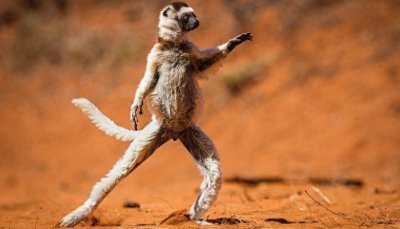 ​动物也疯狂！10张让人忍俊不禁的动物搞笑图片