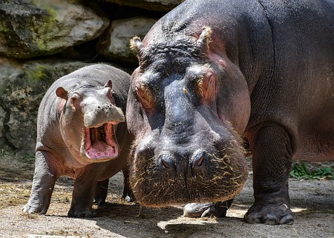 hippopotamus-5608509__340.jpg