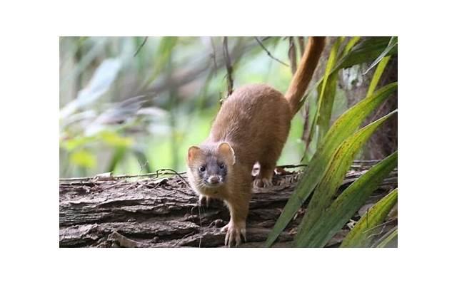 哭嫁是哪个民族的风俗