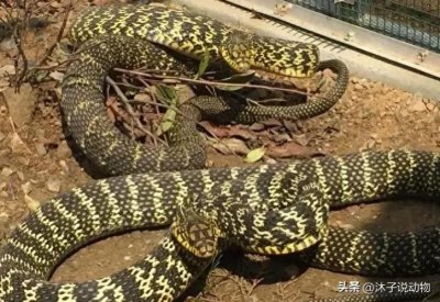 ​“百蛇之王”菜花蛇，饿了敢抢眼镜蛇的食物，无毒却比有毒蛇还凶