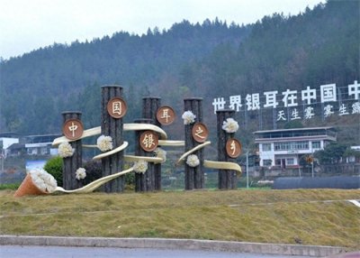 ​小银耳大产业 通江银耳走上高速发展路