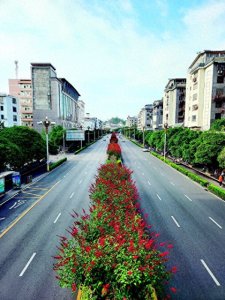 ​象牙红进入盛花期，桂林多路段成“红色海洋”