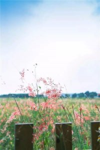 ​正式开启赏春模式 请收下这份特呈春游攻略