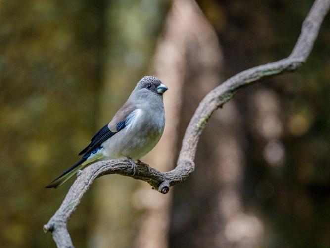 灰雀是什么(灰雀介绍)