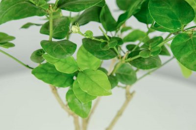 ​茉莉花的特点