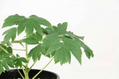 ​牡丹花怕冻吗