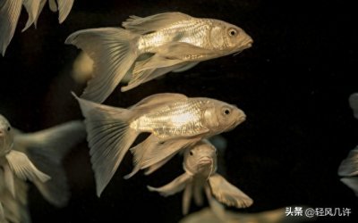 ​每日科技名词——鱼精蛋白