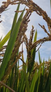 ​＂中国农业创新：神秘的竹稻，隐现粮食产量翻倍之路＂