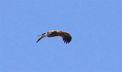 ​国家一级保护鸟类白肩雕重回武汉