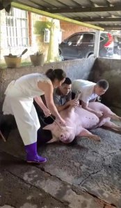 ​杀猪女屠夫：我不漂亮，但是技术好，杀猪月入3万，开上S系奔驰