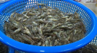 ​30元一斤，个大腰圆的草虾上市啦