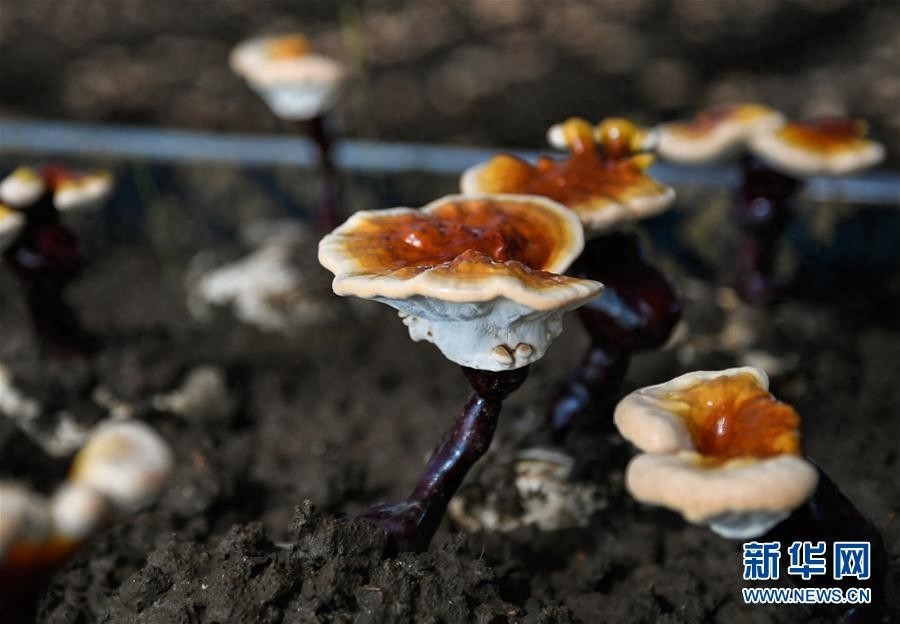 西藏林芝人工栽培白灵芝初获成效