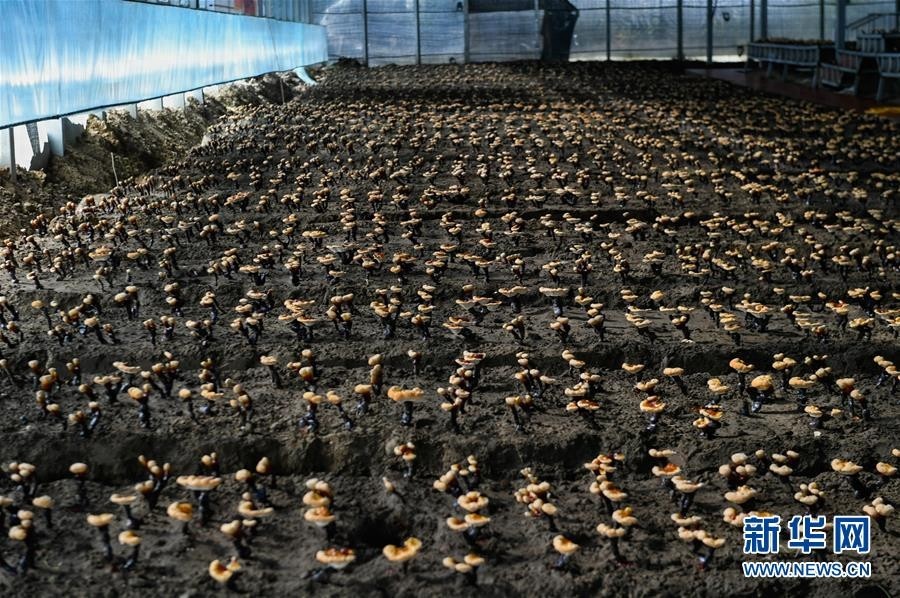 西藏林芝人工栽培白灵芝初获成效