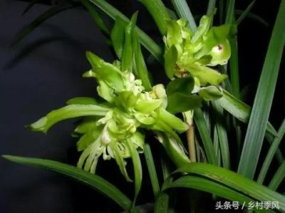 ​兰花本出自南方，山东却成了养兰大省……