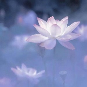 ​头像：朦胧仙气莲花高质量超清图片素材