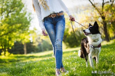 ​罗威纳犬掀翻了养狗界，归咎狗的问题还是人的问题