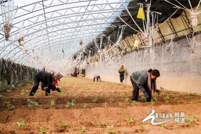 ​【人勤春来早】阳泉：瓜苗“争春”今年“第一口甜”已种下