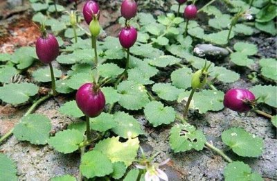 ​酷似地茄子，人称“铜锤玉带草”，若在家乡遇见，还请好好珍惜