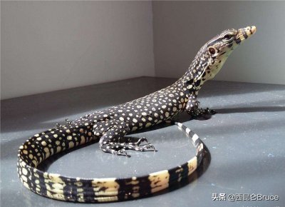 ​云南又要火了！景洪出现罕见“五爪金龙”，鼻子特殊、尾巴攻击强