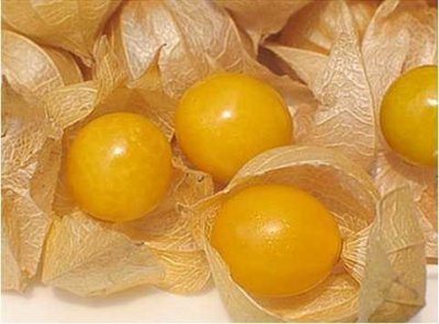 ​河南小伙种植“姑娘果”年收入50万。父母：后悔没有早点种